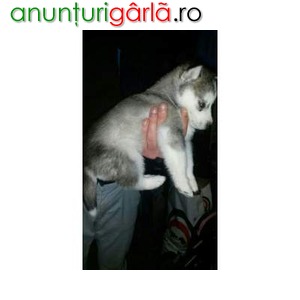 Imagine anunţ siberian husky