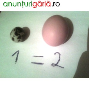 Imagine anunţ Livrez la domiciliu oua proaspete