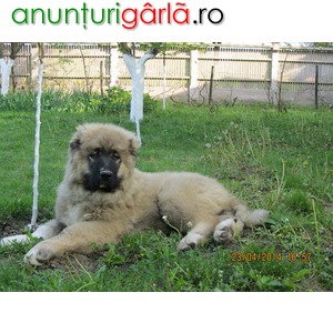 Imagine anunţ Canisa de Bolintin vinde masculi de Ciobanesc Caucazian