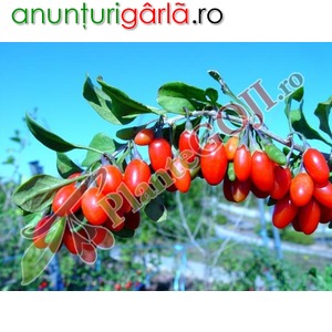 Imagine anunţ Plante Goji - Producator Arbusti Fructiferi