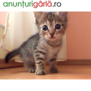Imagine anunţ Pui de pisica Norvegiana de padure