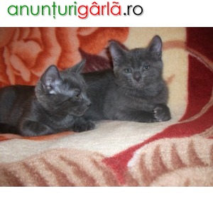 Imagine anunţ Vand pisici albastru de Rusia