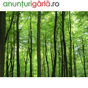 Imagine anunţ Padure de vanzare - Arges - Pitesti - 120 ha