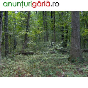 Imagine anunţ Padure de vanzare - Arges - Pitesti -270 ha