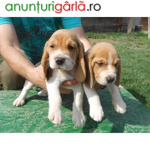 Imagine anunţ Vand pui beagle