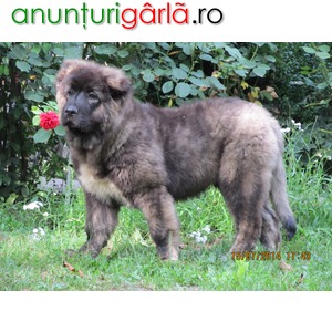 Imagine anunţ Canisa de Bolintin vinde masculi de Ciobanesc Caucazian