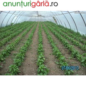 Imagine anunţ Solarii pt legume ieftine import Ungaria profesionale 20 lei m2