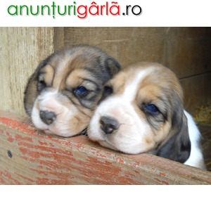 Imagine anunţ Vand pui beagle