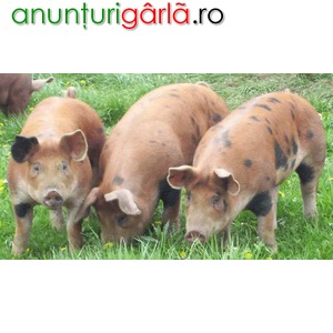 Imagine anunţ Vindem Porci de Carne pentru Abator