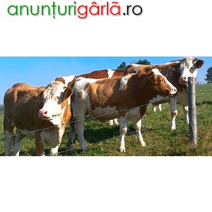 Imagine anunţ Vindem Vaci si Juninci de Rasa de Lapte si Carne