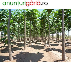 Imagine anunţ Seminte Paulownia Goji Mimosa Pudica Lavanda ( Levantica )