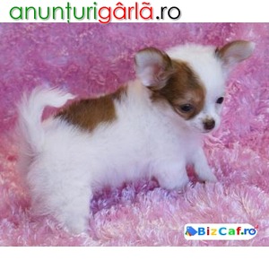 Imagine anunţ teacup catei Chihuahua disponibile