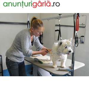 Loudspeaker Admirable workshop Cursuri coafor canin Pitesti - Sanatate si frumusete din Pitesti, Arges