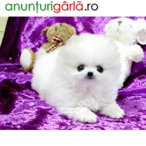 Imagine anunţ Frumos masculin i feminin Pomeranian pui de vânzare