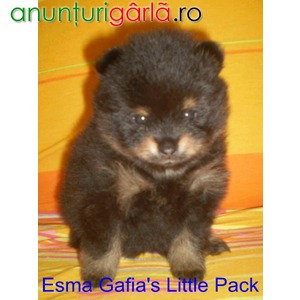 Imagine anunţ Pomeranian cu pedigree