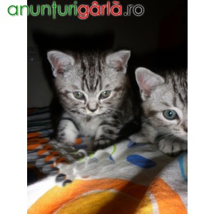 Imagine anunţ Vand pisici British Shorthair cu varsta de 8 saptamani frumoase si jucause. Pisicile sunt vaccinate , deparazitate si au carnet de sanatate. Mai multe detalii