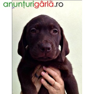 Imagine anunţ Catelusa Labrador Retriever de vanzare