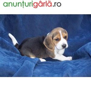 Imagine anunţ Crescator vand catelusi Beagle