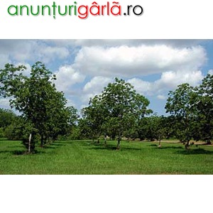 Imagine anunţ De vanzare teren agricol cu pomi fructiferi
