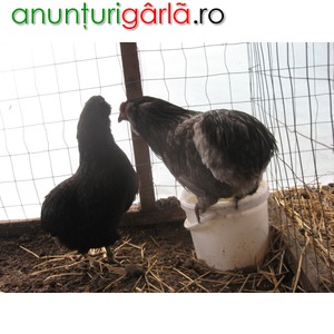 Imagine anunţ Vand oua pentru incubat araucana