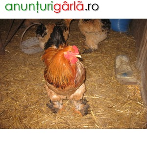 Imagine anunţ Vand oua pentru incubat brahma columbia