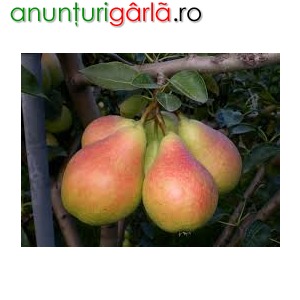 Imagine anunţ Vand tuica de pere, prune si mere de Maramures