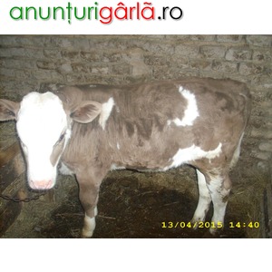 Imagine anunţ Vand vitel