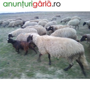 Imagine anunţ Vind oi carabase bulgaresti si sirbesti