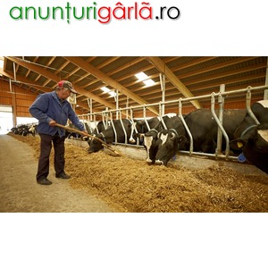 Imagine anunţ Angajam direct , ingrijitor de vaci - fara mediere – 1100 euro/luna!