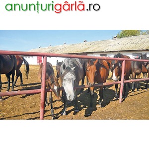 Imagine anunţ Ferma nemteasca, angajeaza ingrijitori de cai, 1200euro/luna!