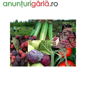 Imagine anunţ Oferte noi pentru agricultura la ferma de legume Germania/1400 euro