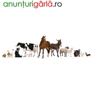 Imagine anunţ Produse premium pentru uz veterinar
