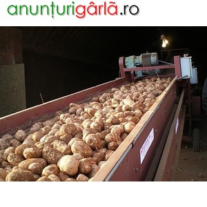Imagine anunţ Angajam direct, ambalare si sortare legume , fara mediere 1300euro/luna!