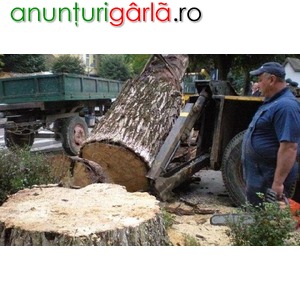 Imagine anunţ Muncitori forestieri Austria 1800 euro