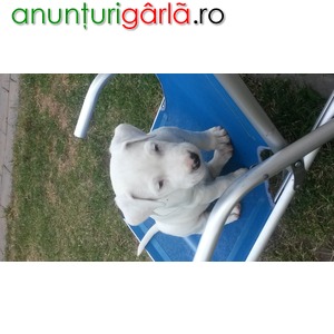 Imagine anunţ Pui Dog argentinian