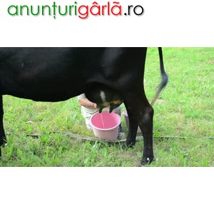 Imagine anunţ Vand vaca neagra si juninca holstein (pret avantajos)