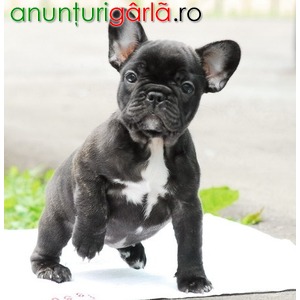 Imagine anunţ Bulldog Francez, talie mica, negri si albi