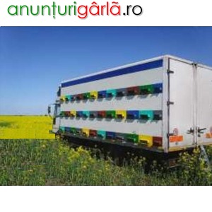 Imagine anunţ camion apicol Iveco