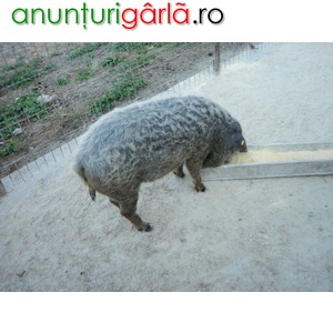 Imagine anunţ porci mangalita