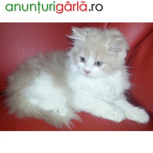 Imagine anunţ vand pui pisici persana doll face superbi pret mic