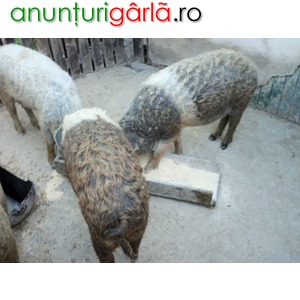 Imagine anunţ porumb boabe porci purcei mangalita.