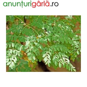 Imagine anunţ vindem plante de moringa oleifera