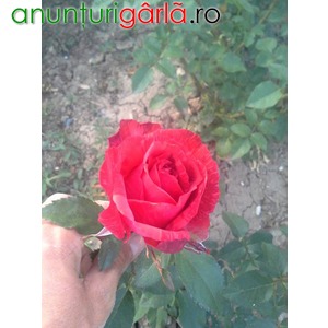 Imagine anunţ Butasi Trandafiri