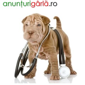 Imagine anunţ Urgente medical veterinare non-stop