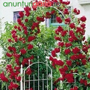 Imagine anunţ Vand Trandafiri urcatori parfumati-20+10 gratis