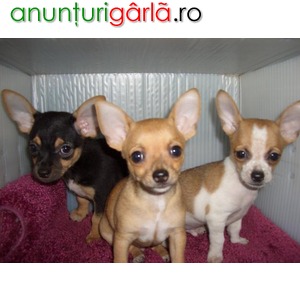 Imagine anunţ pui Chihuahua disponibile