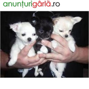 Imagine anunţ Cățeluși Chihuahua frumoase.