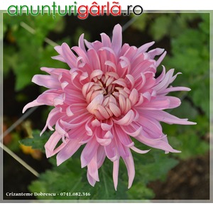 Imagine anunţ Crizanteme de vanzare