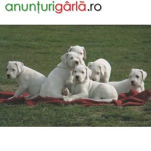 Imagine anunţ Dog Argentinian de vanzare