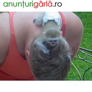 Imagine anunţ Pufos Xmas salutând inteligente maimuțe copilul Capucine de vânzare